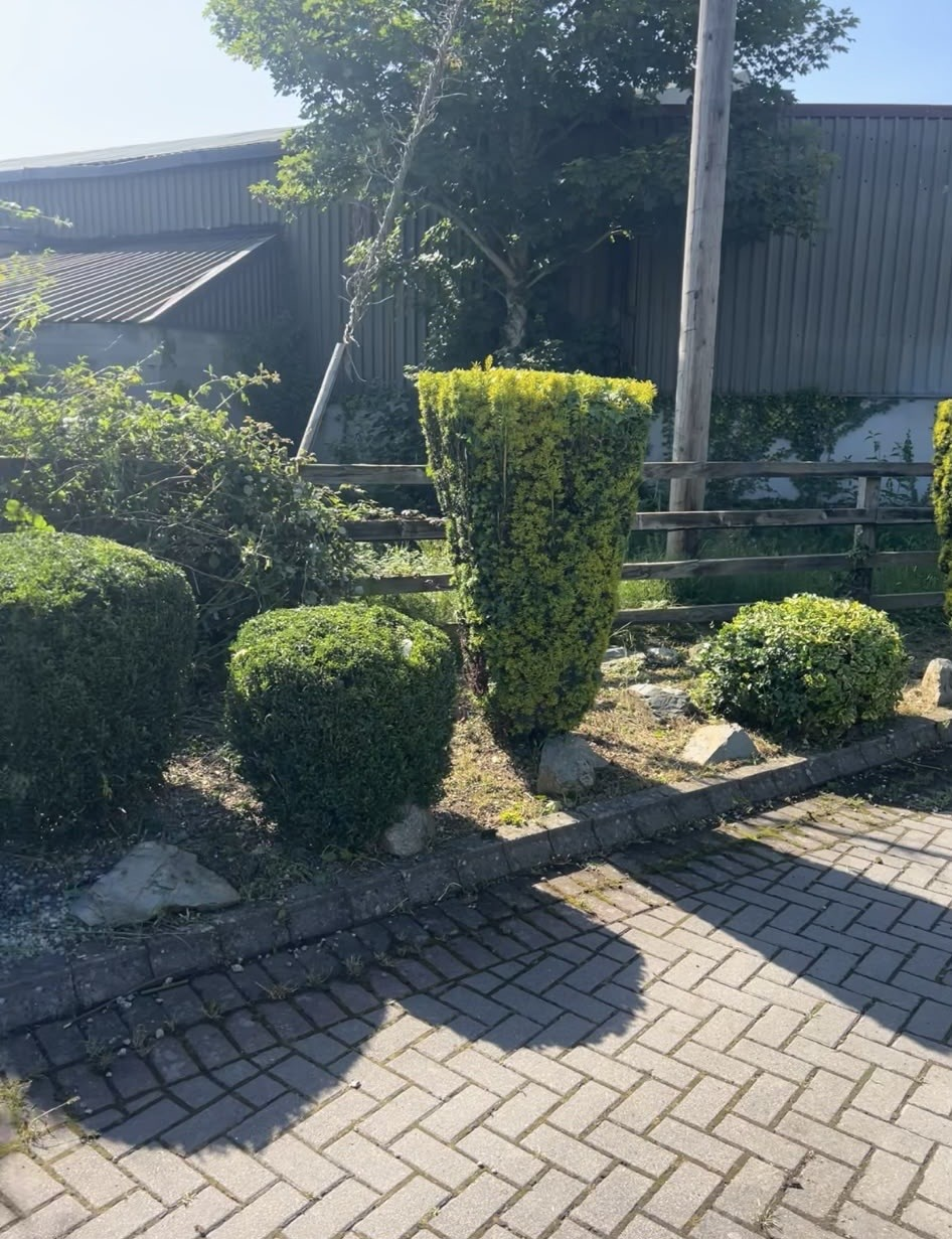 Sculpted round and tall shrubs beside a paved driveway